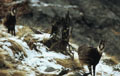 <center>
Tête légèrement penchée, aux aguets de l'infime mouvement.<br>
A la moindre alerte, elle fuira l'intrus que je suis,<br>
prestement suivie de son jeune. mère et jeune chamois grand paradis alpes 